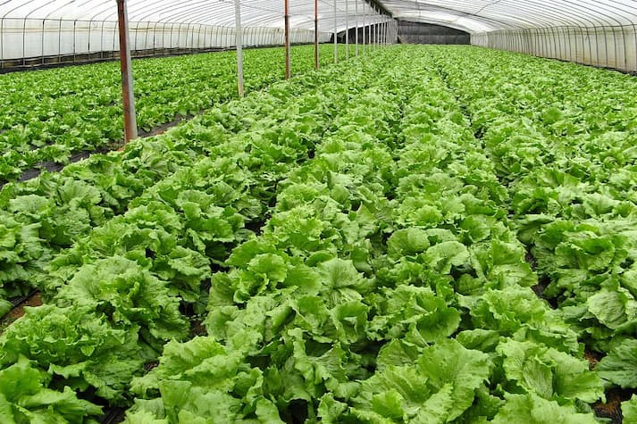Types of Fast-Harvest Plants